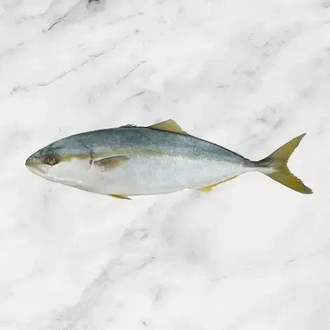Greater Amberjack