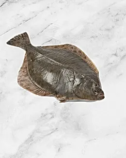 Korean Olive Flounder
