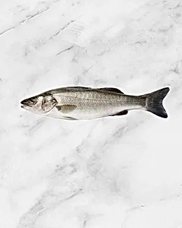 Mediterranean Sea Bass