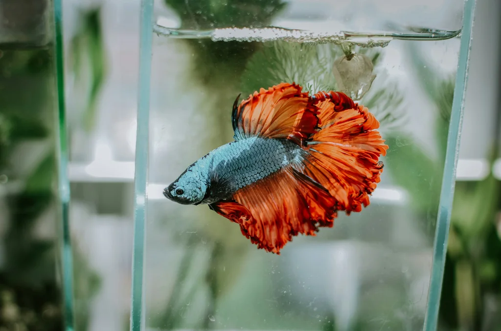 Male betta with red finnage in a bare-glass breeding tank