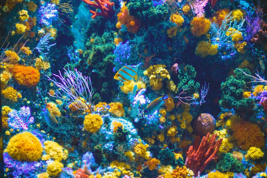 Soft and stony corals in a marine reef aquarium