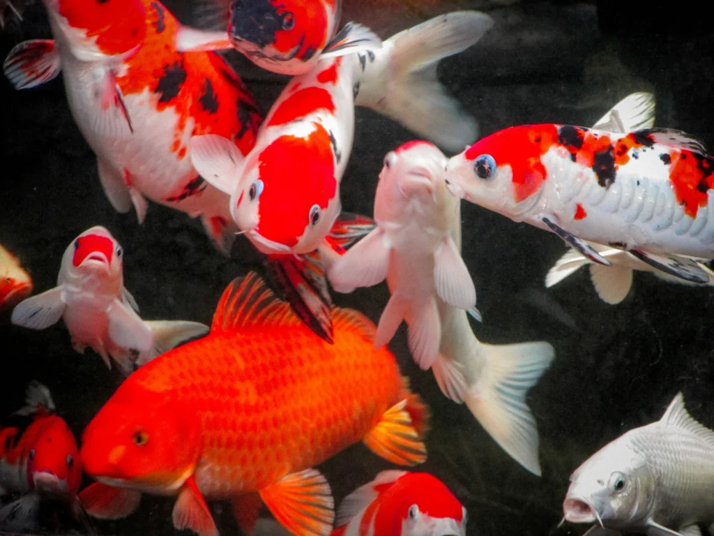 Fancy goldfish in red and white, seen from above
