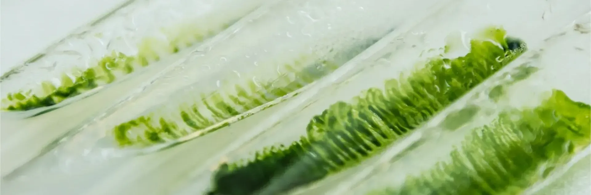 Fresh Chlorella SV-12: The Proven Way to Boost Rotifer Production