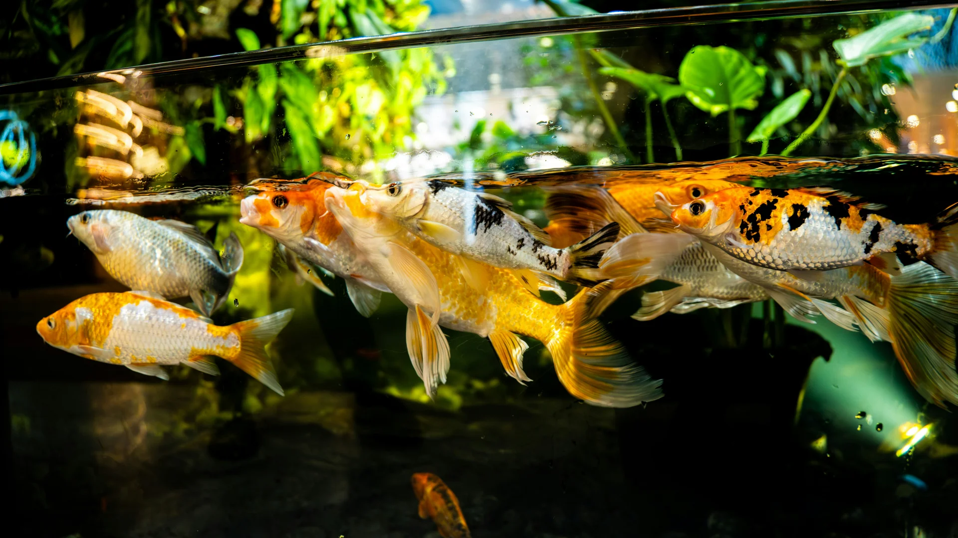 Koi and fancy goldfish taking food at the water surface