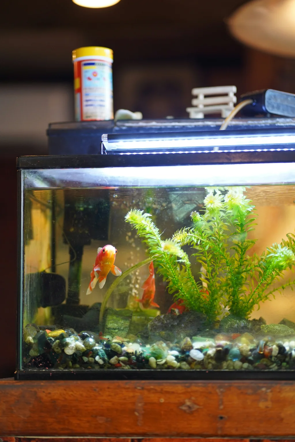 Goldfish in a planted home aquarium