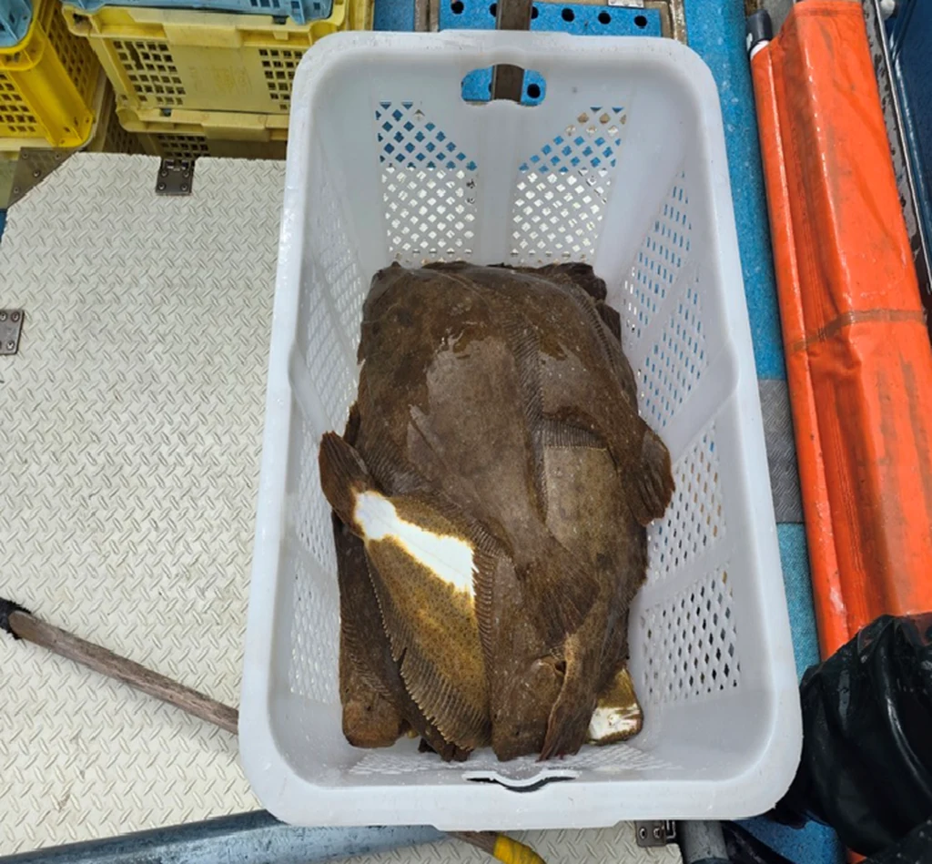Live olive flounder in aeration harvest basket