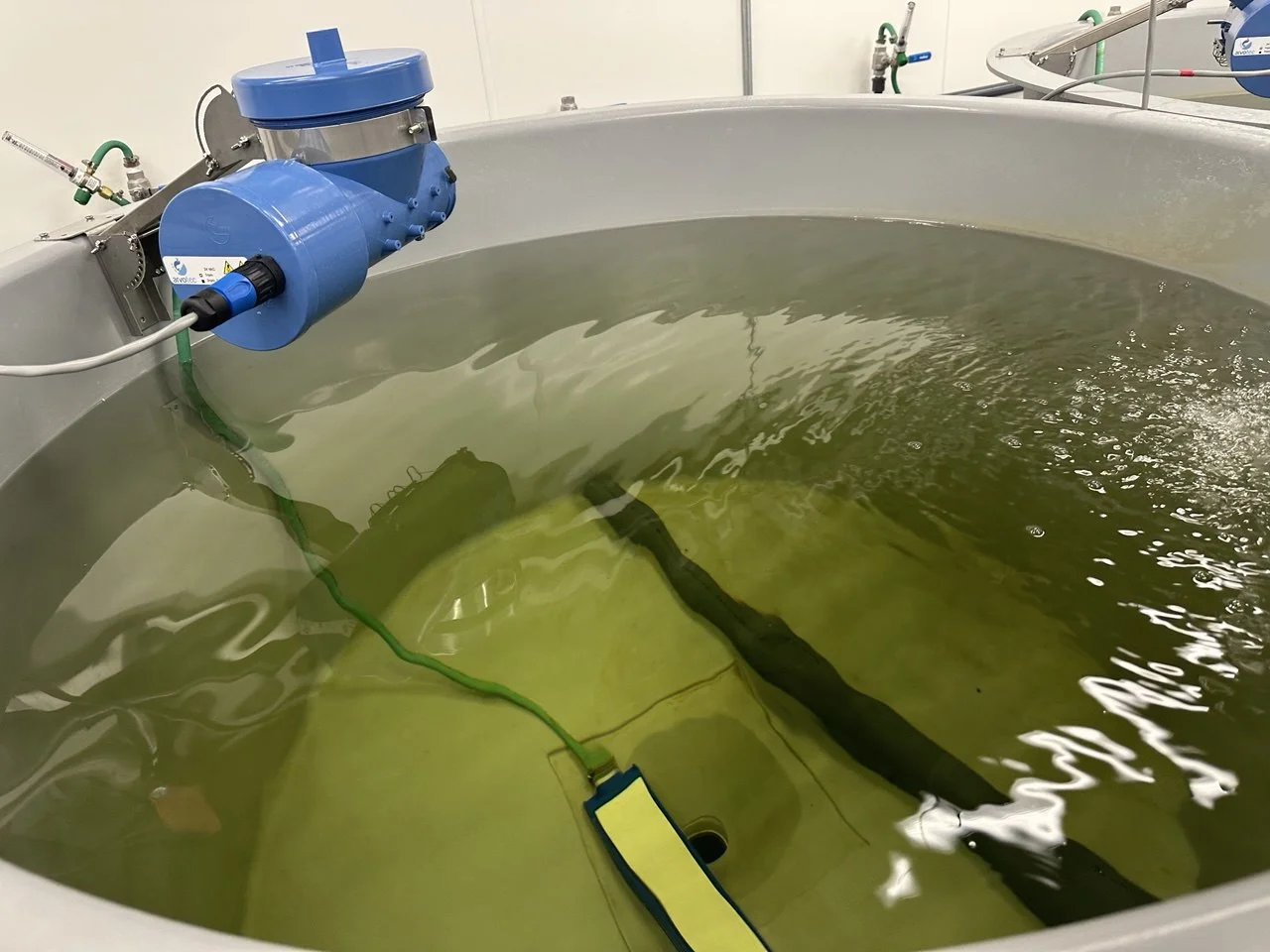 Greenwater culture tank with monitoring probe