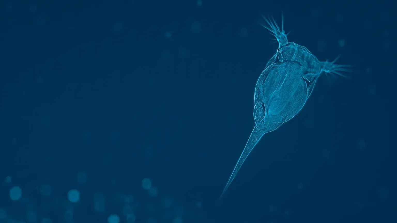 Nuestro viaje en la acuicultura: de la visión al liderazgo en soluciones de alimento vivo