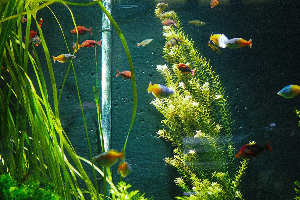 Planted freshwater community aquarium with rainbowfish
