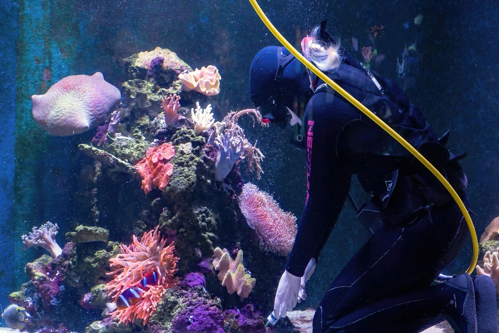 Diver servicing a coral reef exhibit inside a public aquarium
