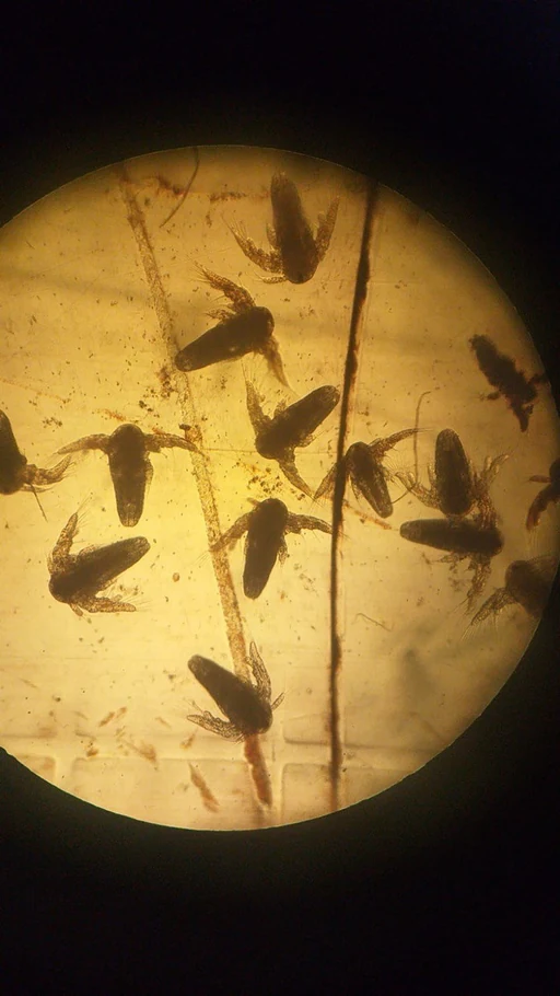 Hatched Artemia nauplii under the microscope
