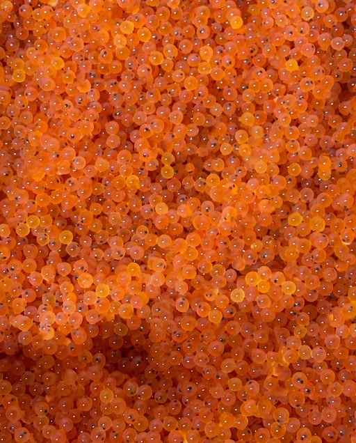 Coho Salmon Eggs — 6