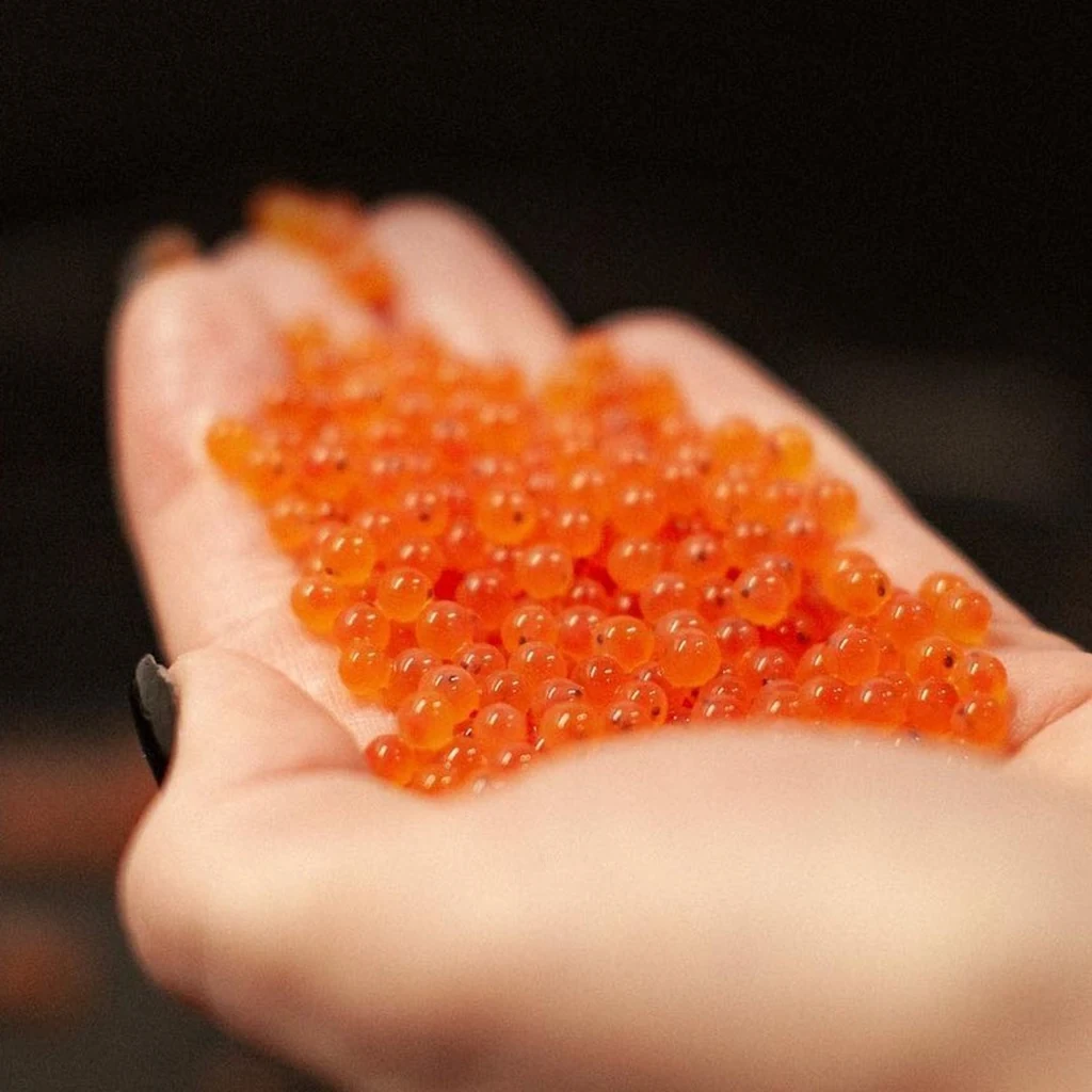 Coho Salmon Eggs — 5