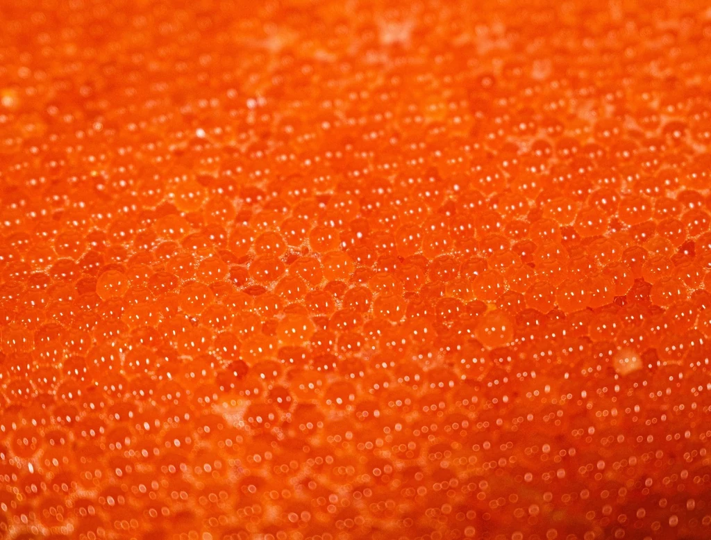 Atlantic Salmon Eggs — 5
