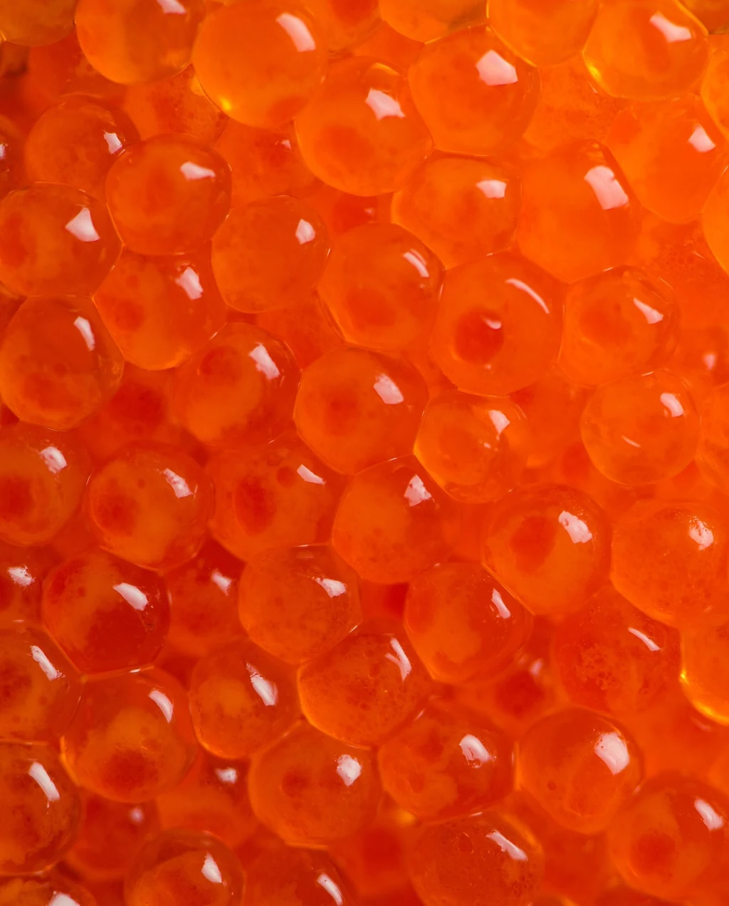 Atlantic Salmon Eggs — 6
