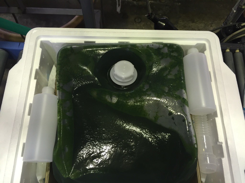 Super Fresh Chlorella V12 (SV12) — 4