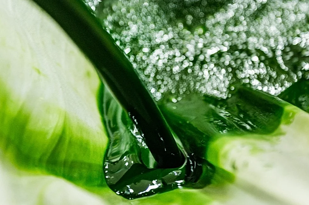 Case Study: Bringing the SV12 Rotifer Protocol to Kılıç, with Japan's Chlorella Experts On Site