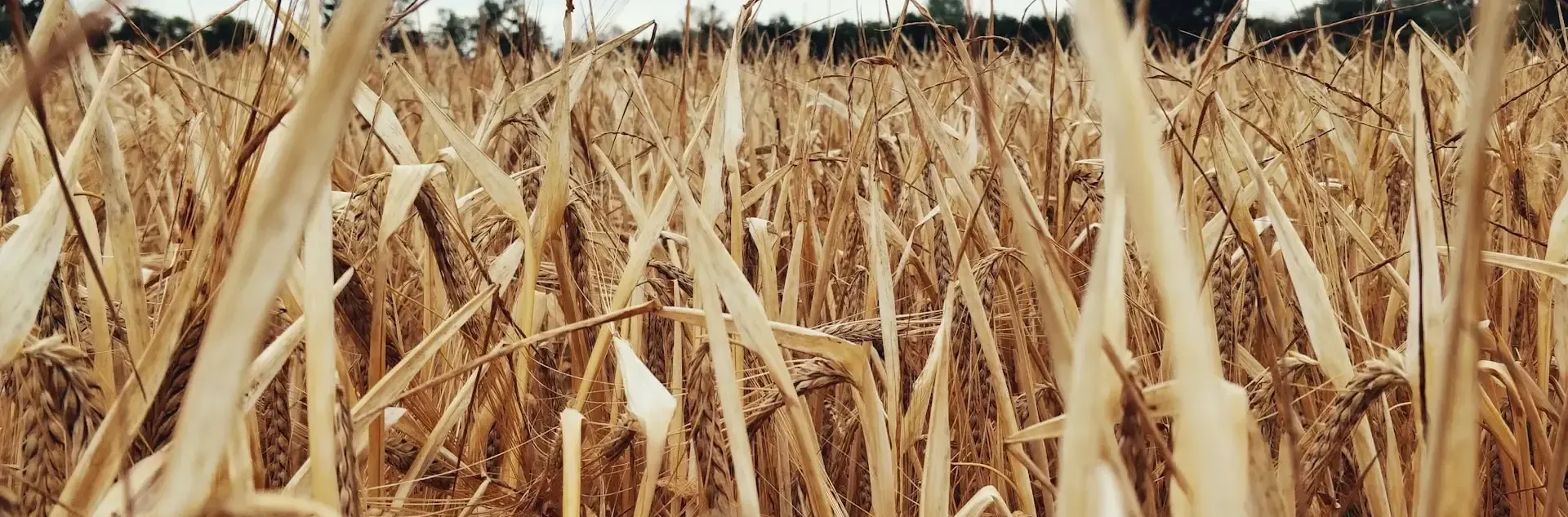 El papel del gluten de trigo en la acuicultura