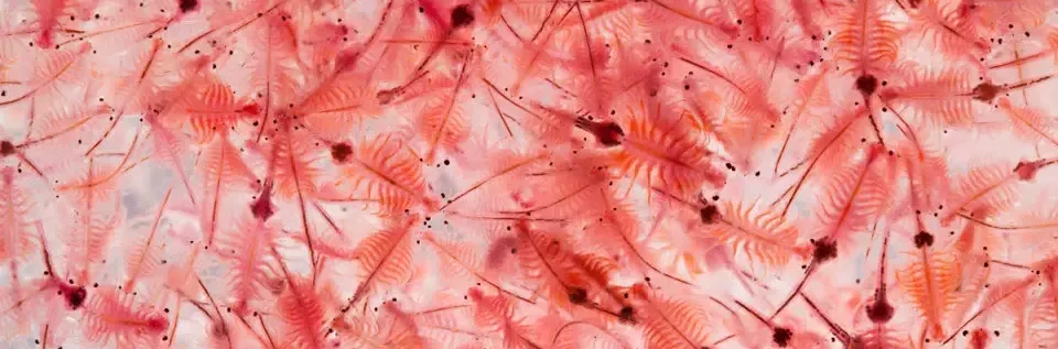 Liberar el poder del alimento de artemia seca en la acuicultura moderna