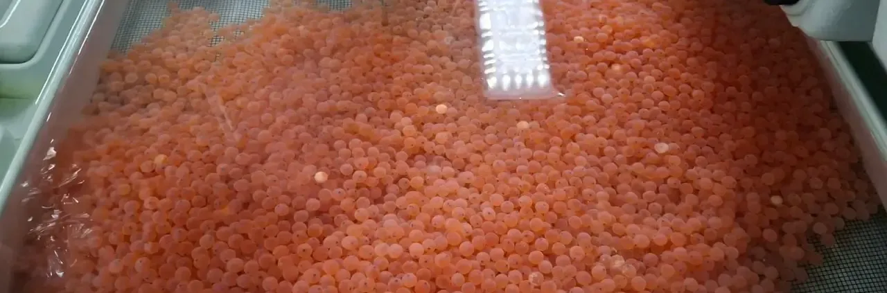 VARS Aquaculture: El primer y mayor proveedor de ovas de salmón en Corea del Sur