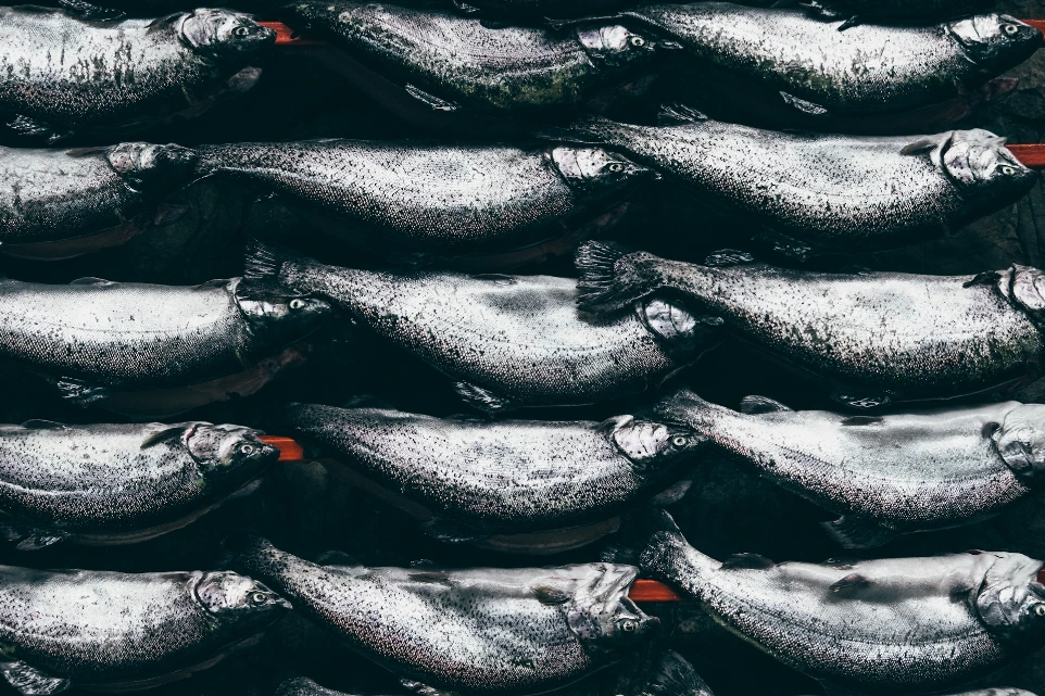 photo of raw fish