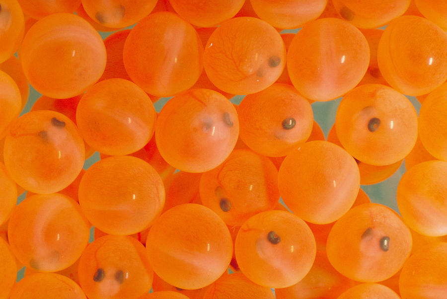 Fertilized Salmon Eggs 