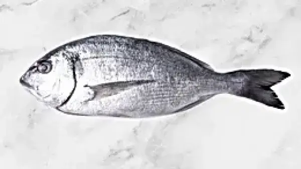 Mediterranean Sea Bream