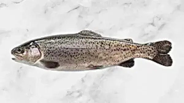Rainbow Trout