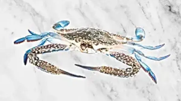 Blue Crab