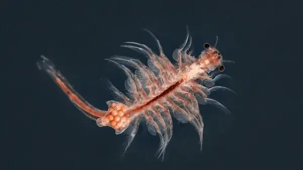 Artemia