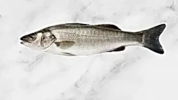 Mediterranean Sea Bass