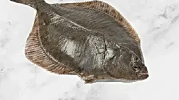 Olive Flounder