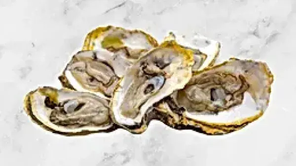 Oyster