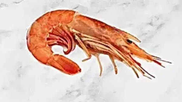 Shrimp