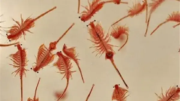 artemia