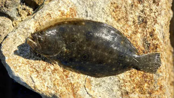 Olive-Flounder