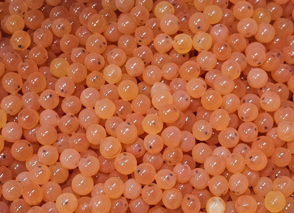 Atlantic Salmon Eggs