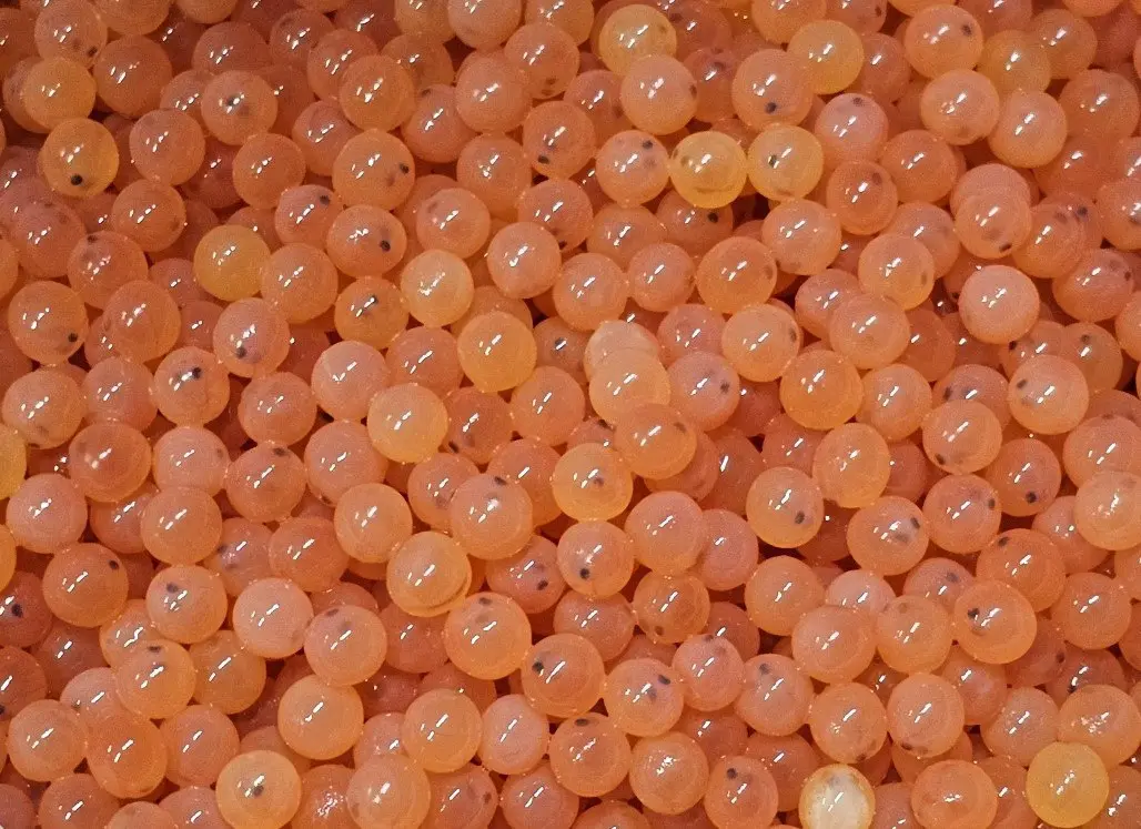 Fertilized Atlantic Salmon Eggs