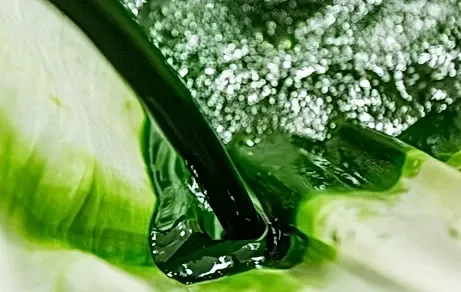 SV12 image_edited.webp