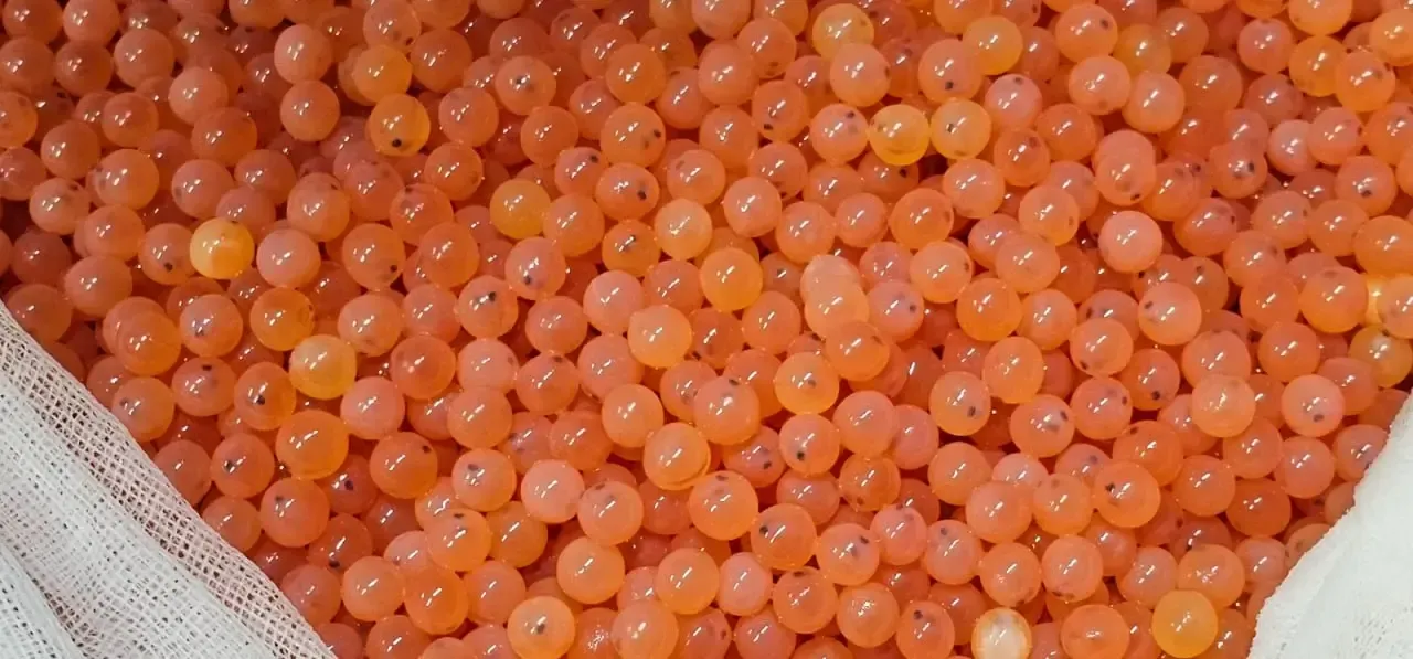 Atlantic Fertilized Salmon Eggs