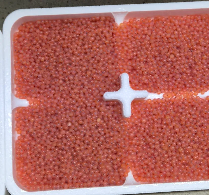 Atlantic Salmon Egg