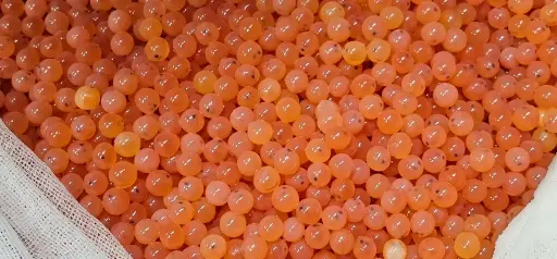 Atlantic Salmon Egg
